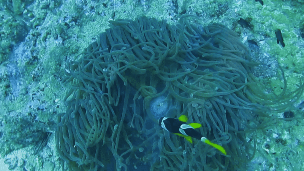 screenshot from 2025 08 27 12 21 15